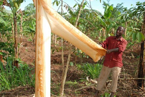 Harvesting the bark